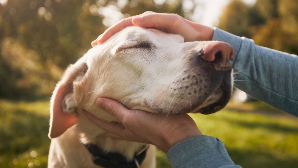 Understanding Behavior